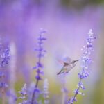 closeup photo of bird beside purple petal flowers