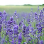 lavender flower field blooms at daytime