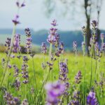 tilt shift photography of purple flowers